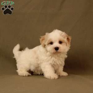 Queen, Maltipoo Puppy